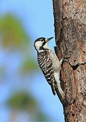 Red-cockaded Woodpecker